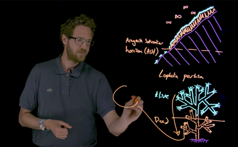 whiskey being poured